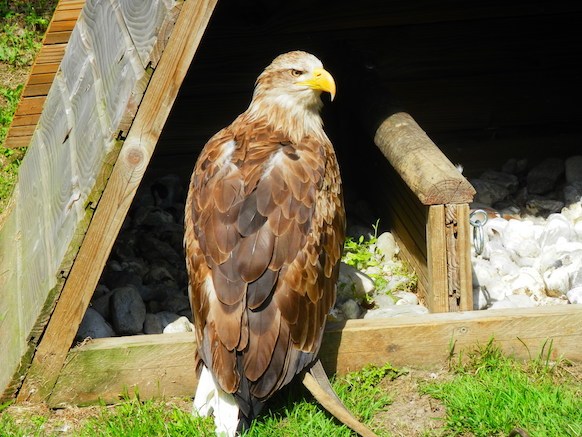 les aigles 2 juin 16 b11ae