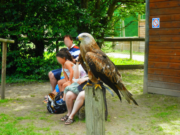 les aigles 3 juin 16 copie ffb26